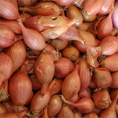 有機種子 シャロット コンサーバー