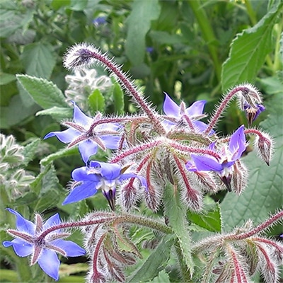 有機種子 ボリジ