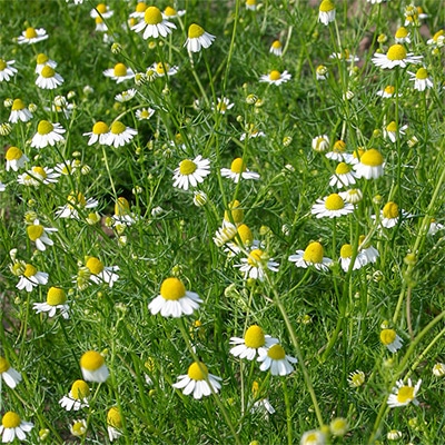 有機種子 ジャーマンカモミール