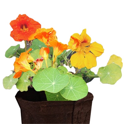 有機種子 ナスタチウム（キンレンカ）