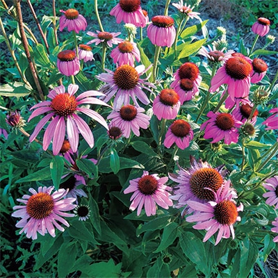 有機種子 エキナセア（プルプレアピンク）