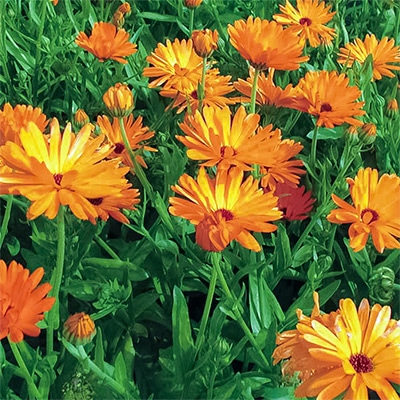 有機種子 カレンジュラ オレンジ