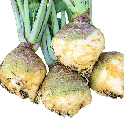 有機種子 ルタバガ スウェーデンカブ