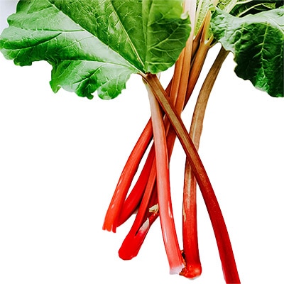 有機種子 ルバーブ 食用大黄