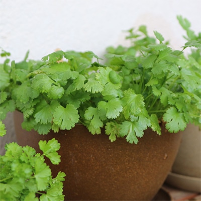 有機種子 コリアンダー