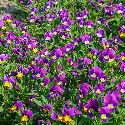 有機種子 ビオラ 3色スミレ