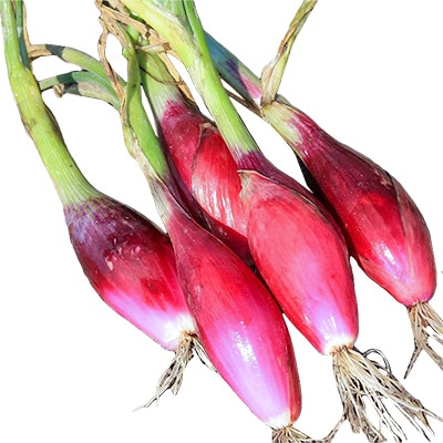 有機種子 タマネギ レッドロングオブフローレンス