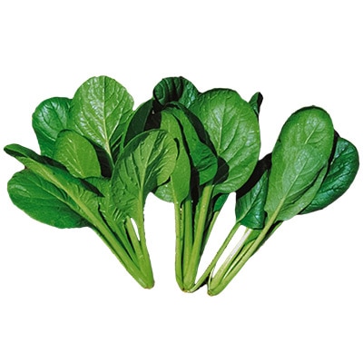 有機種子 丸葉小松菜