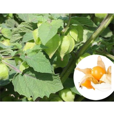 有機種子 食用ホオズキ ケープグースベリー