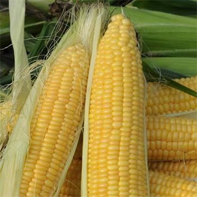 有機種子 スイートコーン ゴールデンバンタム
