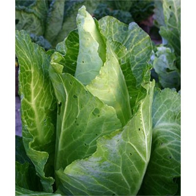 有機種子 とんがりキャベツ シュピッツコール