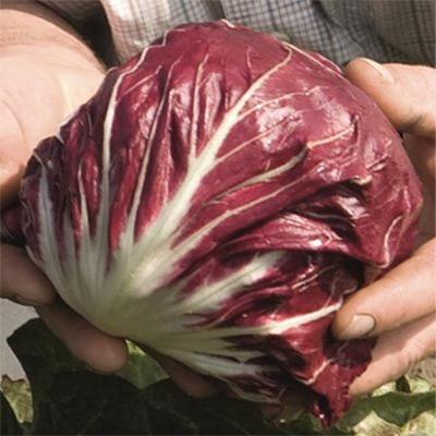 有機種子 チコリ レオナルド