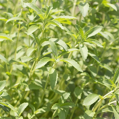 有機種子 ステビア