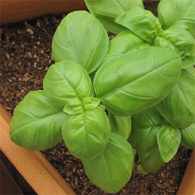 有機種子 スイートバジル