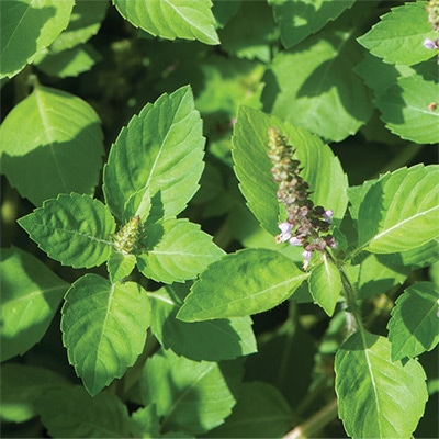 有機種子 ホーリーバジル トゥルシー