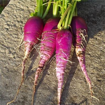 有機種子 西洋むらさき大根