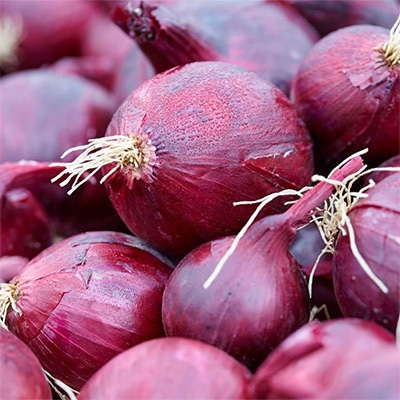 有機種子 赤タマネギ レッドバロン