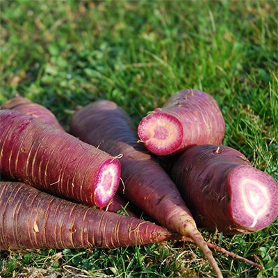 有機種子 パープルニンジン グニフ