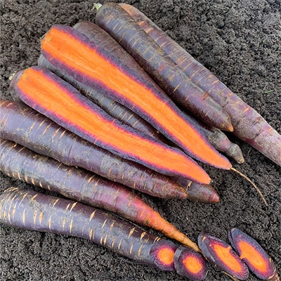 有機種子 パープルニンジン リラ