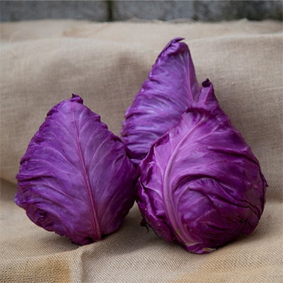 有機種子 赤とんがりキャベツ シュピッツコール