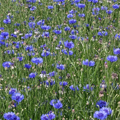 有機種子 コーンフラワー