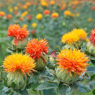 有機種子 サフラワー ベニバナ