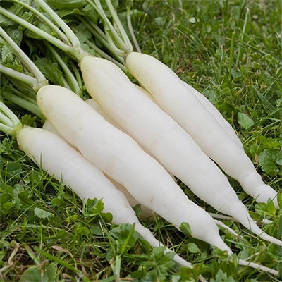 有機種子 ラディッシュ ホワイトアイシクル