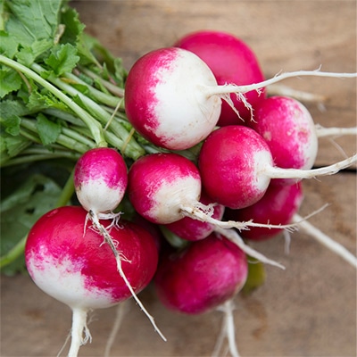 有機種子 ラディッシュ ナショナル３