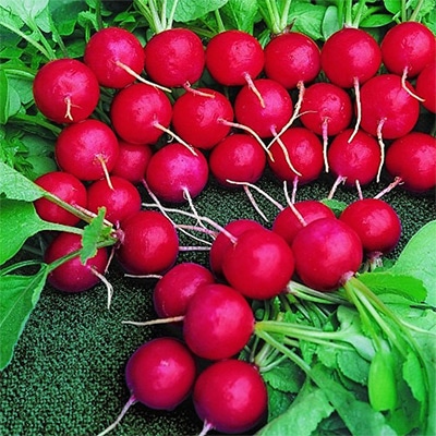 有機種子 ラディッシュ 深紅ラウンド