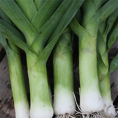 有機種子 リーキ オータムジャイアント2