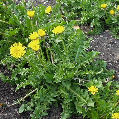 有機種子 ダンディライオン （西洋タンポポ）