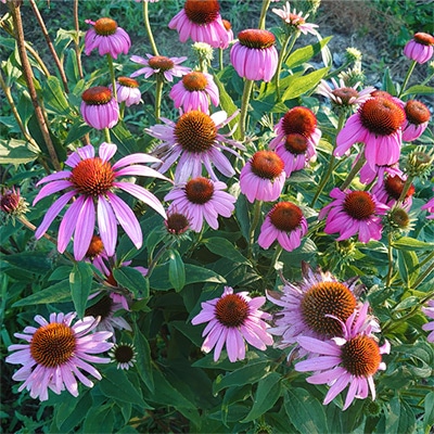 有機種子 エキナセア プルプレア ピンク