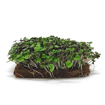 赤バジル スプラウト