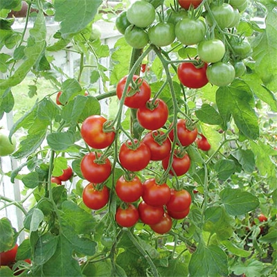 有機種子 ミニトマト ラウンドレッド