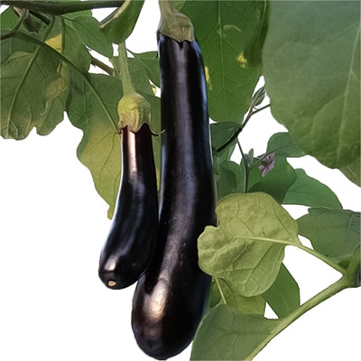 有機種子 ナス ビオレッタ