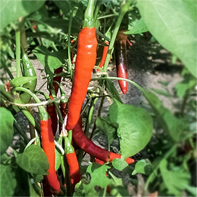 有機種子 赤とうがらし