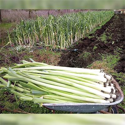 有機種子 リーキ ブルガリアン ジャイアント