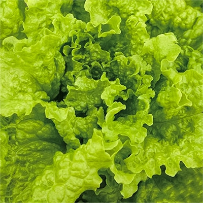有機種子 リーフレタス ブラックシーデッドシンプソン 緑