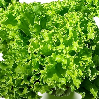有機種子 リーフレタス ロロビオンダ 緑