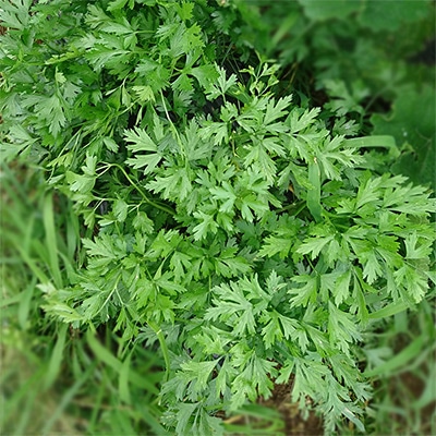 有機種子 イタリアンパセリ