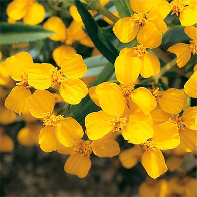 有機種子 ミントマリーゴールド メキシカンマリーゴールド