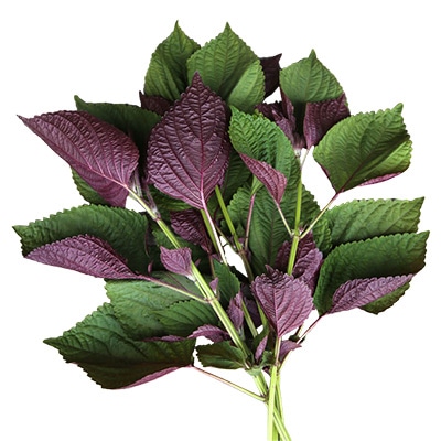 有機種子 二藍しそ