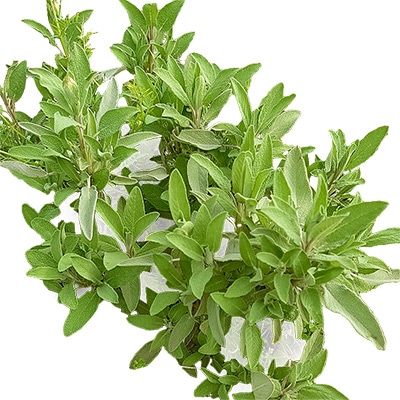 有機種子 セージ コモンセージ