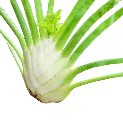 有機種子 フェンネル フローレンスフェンネル