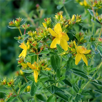 有機種子 セントジョンズワート セイヨウオトギリソウ
