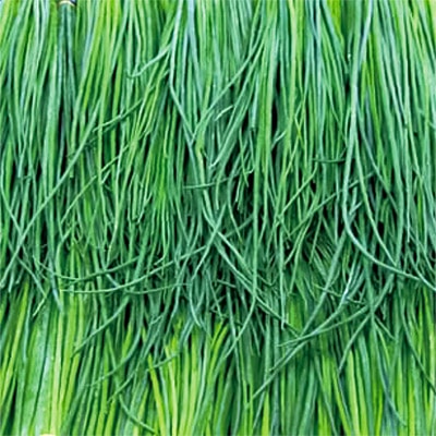 有機種子 チャイブポリビット