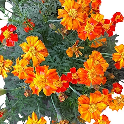 有機種子 フレンチマリーゴールド ダークオレンジ