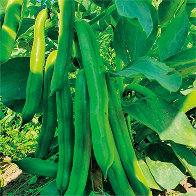 有機種子 ファーベ イタリアそら豆 アグアドゥルセ スペルシモニア