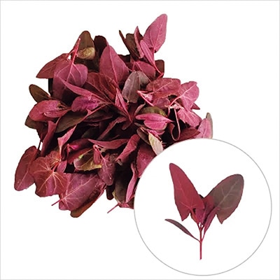 有機種子 レッドオラッシュ ヤマホウレンソウ