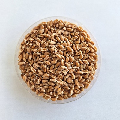 有機種子 古代小麦 スペルト小麦